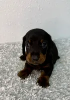 Eddie, a male Dachshund for sale in Stark City, MO – 2 of 3