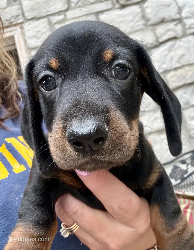 Eddie – Dachshund puppy for sale in Stark City, MO
