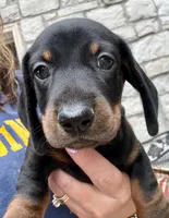 Eddie (pending) , a male Dachshund for sale in Stark City, MO – 1 of 9
