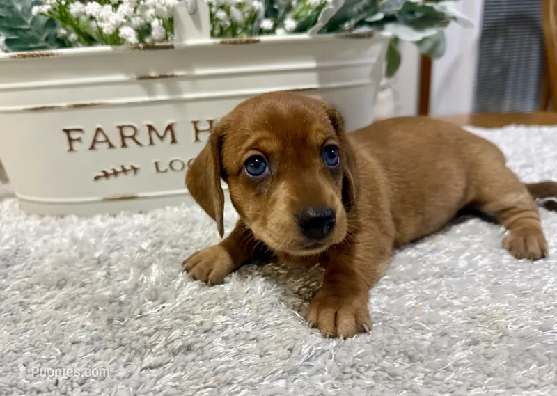 Sissy – Dachshund puppy for sale in Stark City, MO