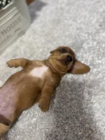 Sissy, a female Dachshund for sale in Stark City, MO – 3 of 6