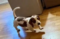 Evie(on hold), a female Dachshund for sale in Stark City, MO – 6 of 8