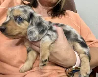 Duchess(on hold), a female Dachshund for sale in Stark City, MO – 6 of 7
