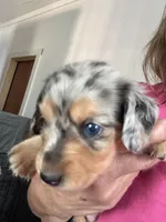 Duchess, a female Dachshund for sale in Stark City, MO – 3 of 4
