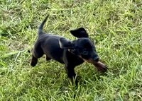 Eddie (pending) , a male Dachshund for sale in Stark City, MO – 4 of 9
