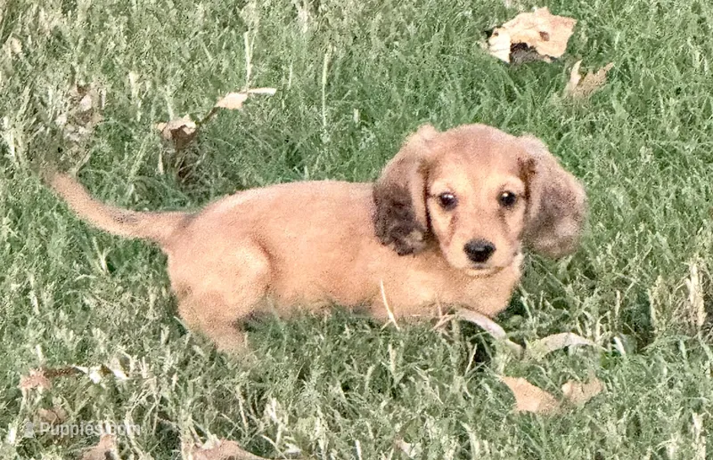 Oakley – Dachshund puppy for sale in Stark City, MO