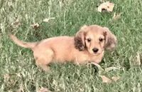Oakley(on hold), a male Dachshund for sale in Stark City, MO – 4 of 7