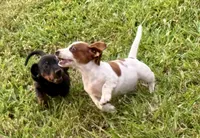 Evie(on hold), a female Dachshund for sale in Stark City, MO – 3 of 8
