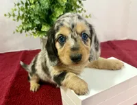 Duchess(on hold), a female Dachshund for sale in Stark City, MO – 3 of 7