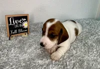 Evie, a female Dachshund for sale in Stark City, MO – 4 of 4