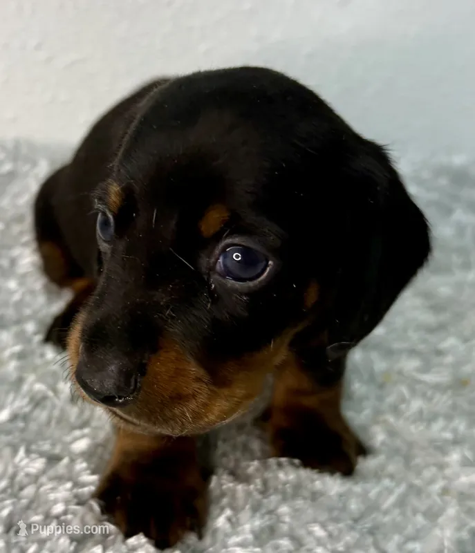 Eddie – Dachshund puppy for sale in Stark City, MO