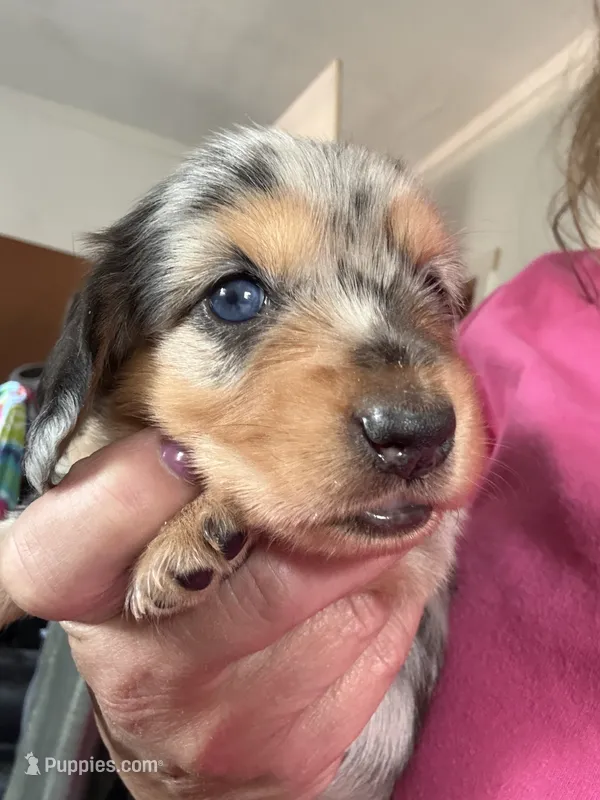Duchess – Dachshund puppy for sale in Stark City, MO