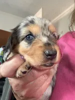 Duchess, a female Dachshund for sale in Stark City, MO – 1 of 4