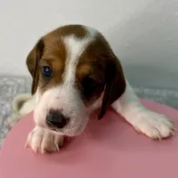 Evie, a female Dachshund for sale in Stark City, MO – 3 of 4