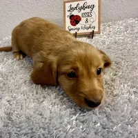 Honey(pending), a female Dachshund for sale in Stark City, MO – Photo 5 of 5