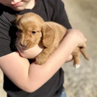 Honey(pending), a female Dachshund for sale in Stark City, MO – Photo 2 of 5