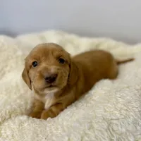 Honey(pending), a female Dachshund for sale in Stark City, MO – Photo 3 of 5