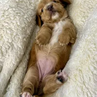 Honey(pending), a female Dachshund for sale in Stark City, MO – Photo 1 of 5