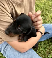 Eddie (pending) , a male Dachshund for sale in Stark City, MO – 7 of 9