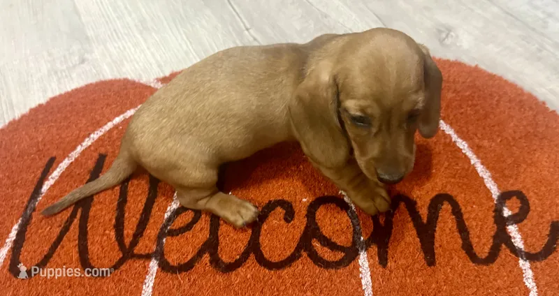 Sammy – Dachshund puppy for sale in Stark City, MO