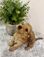 Oakley, a male Dachshund for sale in Stark City, MO – 8 of 9