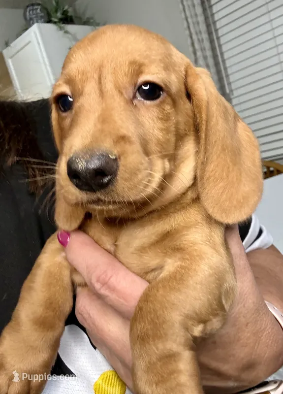 Simba – Dachshund puppy for sale in Stark City, MO