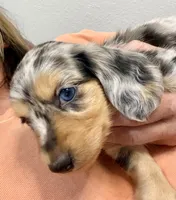 Duchess(on hold), a female Dachshund for sale in Stark City, MO – 5 of 7