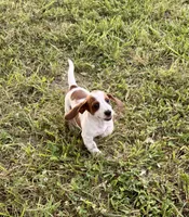 Evie(on hold), a female Dachshund for sale in Stark City, MO – 4 of 8