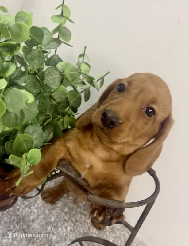 Simba – Dachshund puppy for sale in Stark City, MO