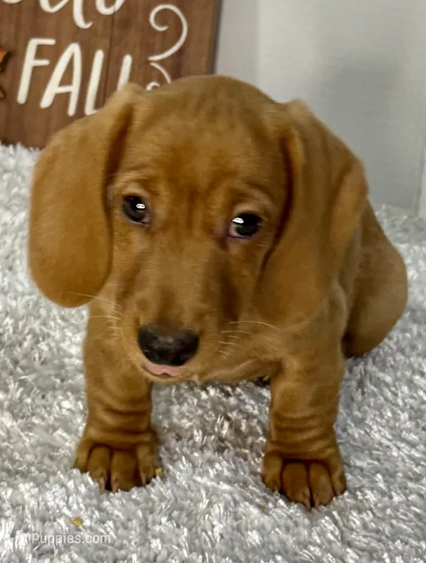 Simba – Dachshund puppy for sale in Stark City, MO