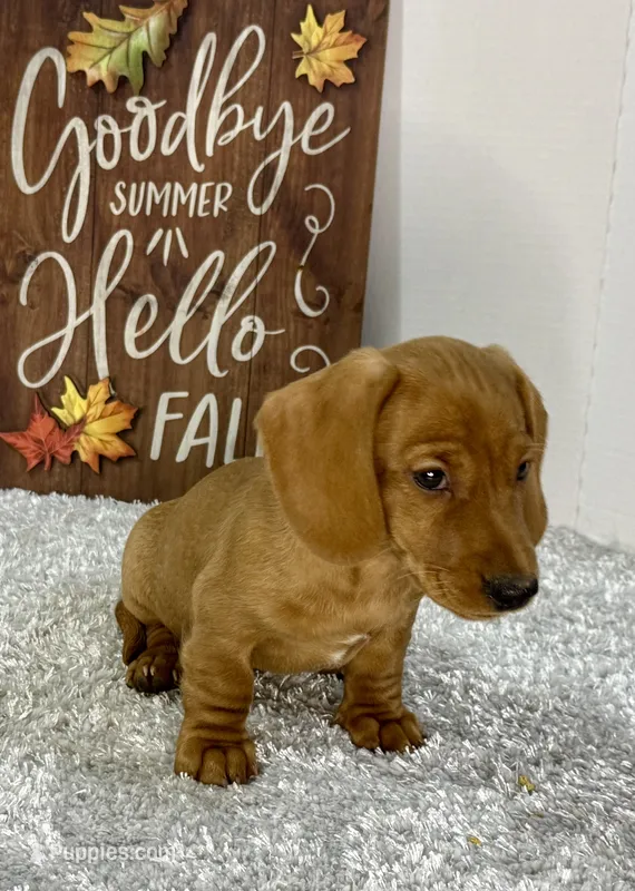 Simba – Dachshund puppy for sale in Stark City, MO