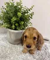 Oakley, a male Dachshund for sale in Stark City, MO – 2 of 9