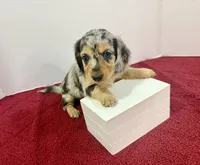 Duchess(on hold), a female Dachshund for sale in Stark City, MO – 7 of 7