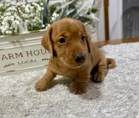 Simba, a male Dachshund for sale in Stark City, MO – 2 of 4