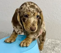 Penelope, a female Dachshund for sale in Stark City, MO – Photo 1 of 6