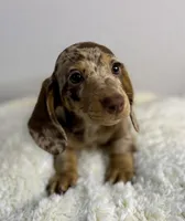 Penelope, a female Dachshund for sale in Stark City, MO – Photo 2 of 6