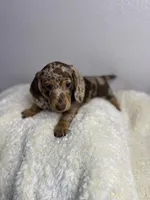 Penelope, a female Dachshund for sale in Stark City, MO – Photo 4 of 6