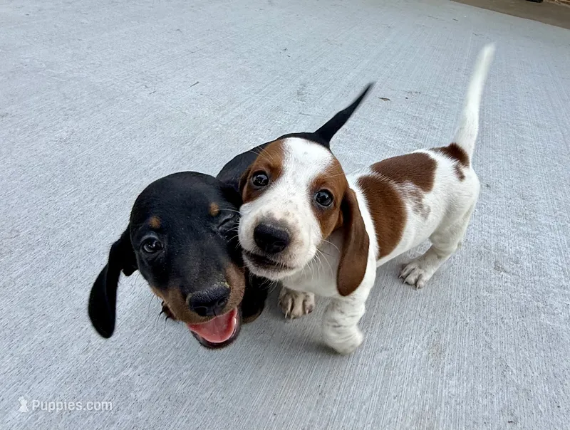 Evie – Dachshund puppy for sale in Stark City, MO