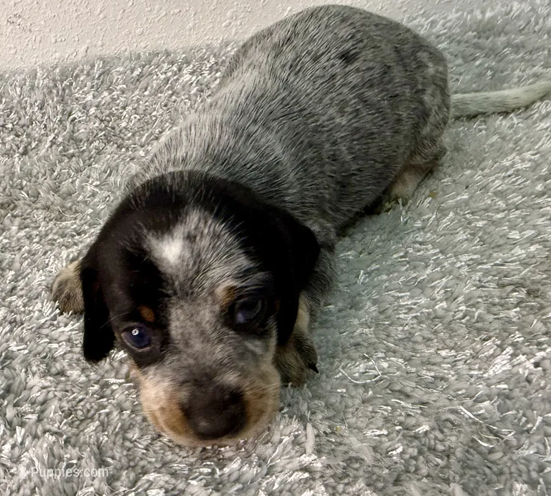 Emmie (on hold) – Dachshund puppy for sale in Stark City, MO