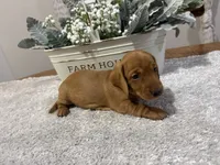 Simba, a male Dachshund for sale in Stark City, MO – 4 of 4