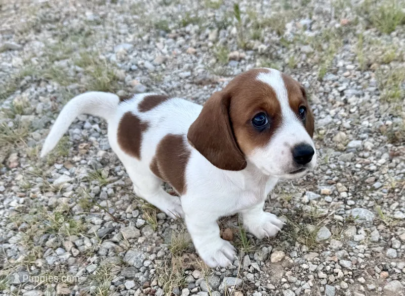 Evie – Dachshund puppy for sale in Stark City, MO