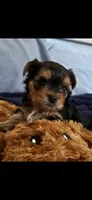 Duce , a male Yorkshire Terrier for sale in Absecon, NJ – 7 of 10