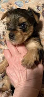 Rue, a female Yorkshire Terrier for sale in Absecon, NJ – 8 of 8