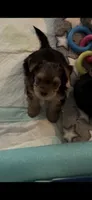Rue, a female Yorkshire Terrier for sale in Absecon, NJ – 5 of 8