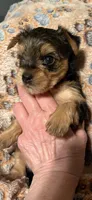 Rue , a male Yorkshire Terrier for sale in Absecon, NJ – 1 of 4