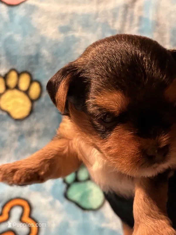 Rue – Yorkshire Terrier puppy for sale in Absecon, NJ
