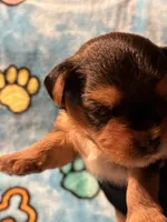 Rue, a female Yorkshire Terrier for sale in Absecon, NJ – 1 of 2