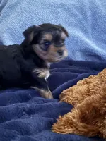 Mason , a male Yorkshire Terrier for sale in Absecon, NJ – 5 of 10