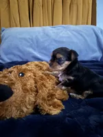 Mason , a male Yorkshire Terrier for sale in Absecon, NJ – 8 of 10