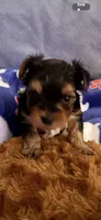 Duce , a male Yorkshire Terrier for sale in Absecon, NJ – 8 of 10